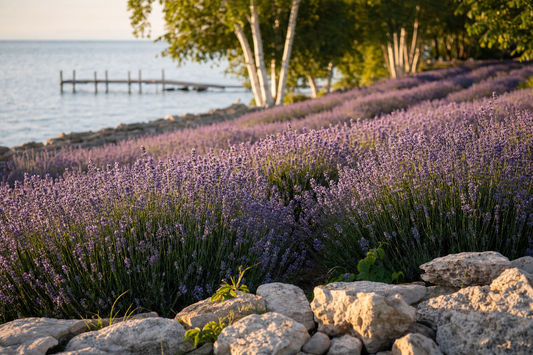 Lavender by Green Bay near Baileys Harbor, Wisconsin at golden hour during peak Door County lavender season
