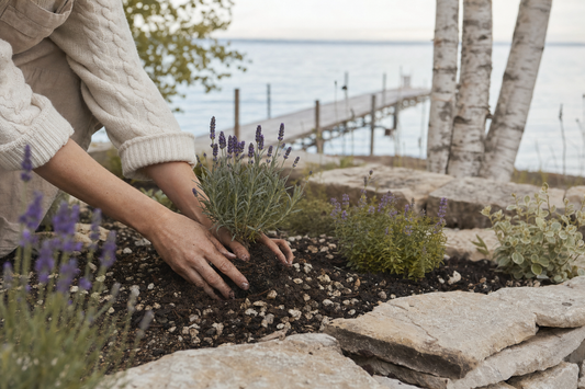 Lavender planting in Wisconsin soil on a limestone garden bed by Green Bay near Baileys Harbor, Door County.