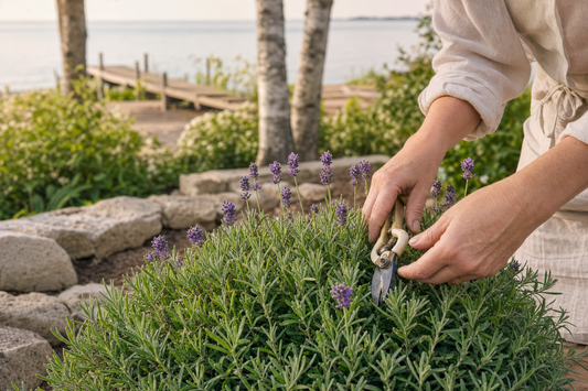 Pruning lavender with garden shears beside Door County limestone and a weathered dock in Baileys Harbor, Wisconsin.