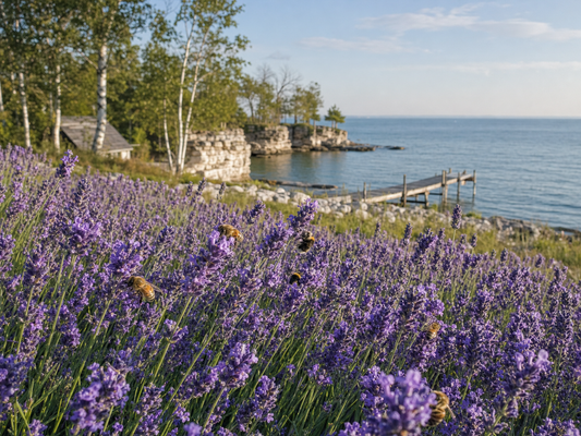 Lavender field with bees beside Green Bay in Baileys Harbor, Door County, Wisconsin