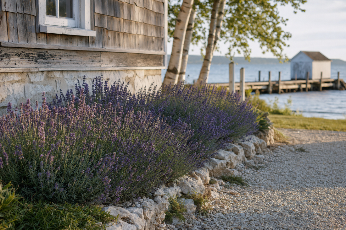 Drought-tolerant lavender garden beside a Door County limestone shore near Baileys Harbor, Wisconsin.