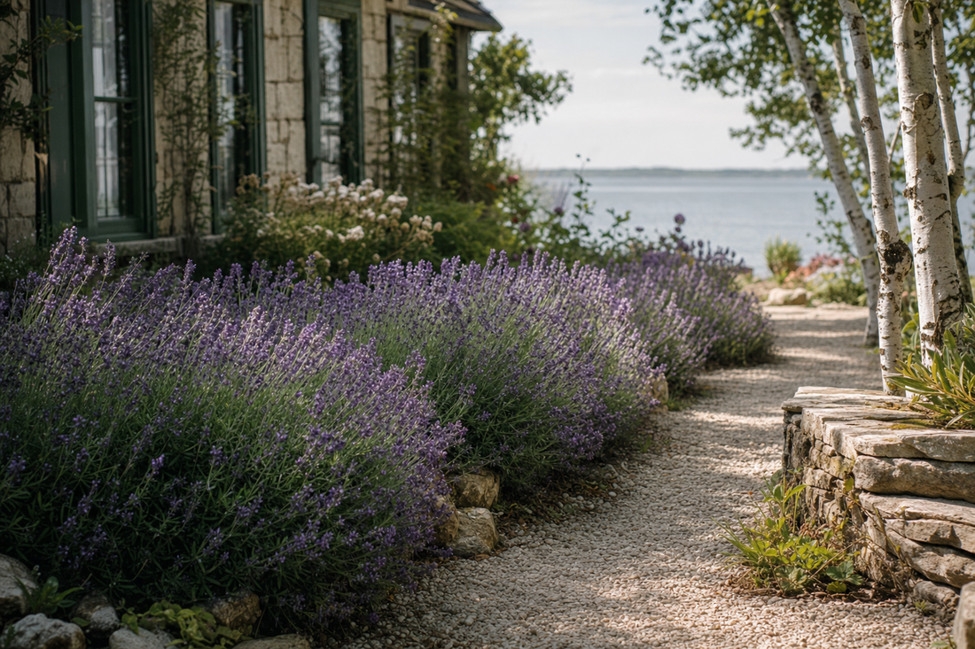 Flowering lavender hedge along a limestone garden path in Door County, with birch trees and Green Bay beyond.