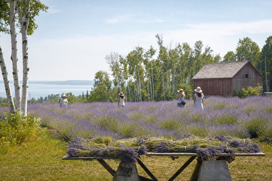 Visitors walking blooming lavender rows during festival season at Wilder Farms in Baileys Harbor, Door County
