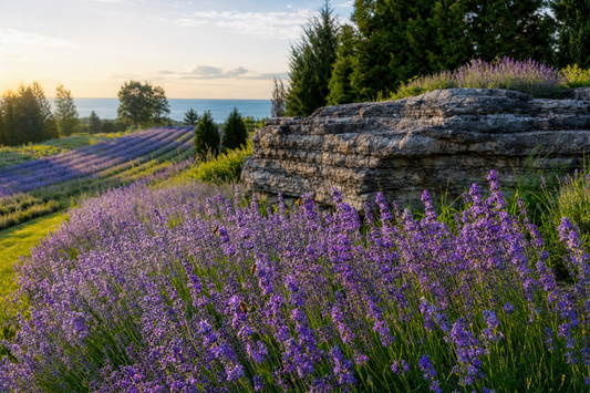 Blooming lavender rows beside a limestone outcrop and cedars near Baileys Harbor, Door County, Wisconsin